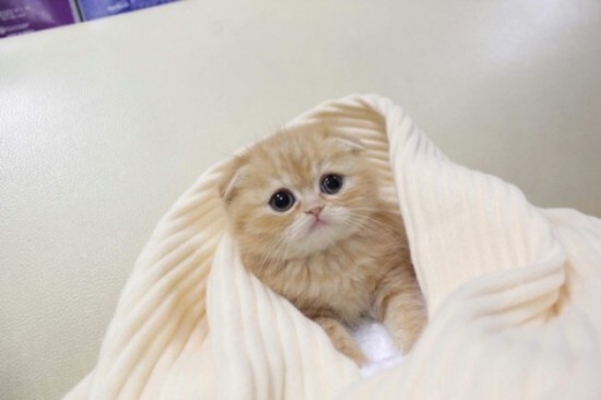 647